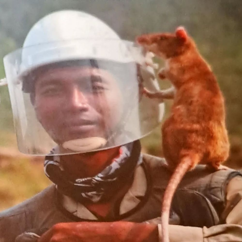 On This Day in 2020: A mine-detecting rat in Cambodia was awarded a prestigious gold medal for animals for its efforts in clearing land mines. 