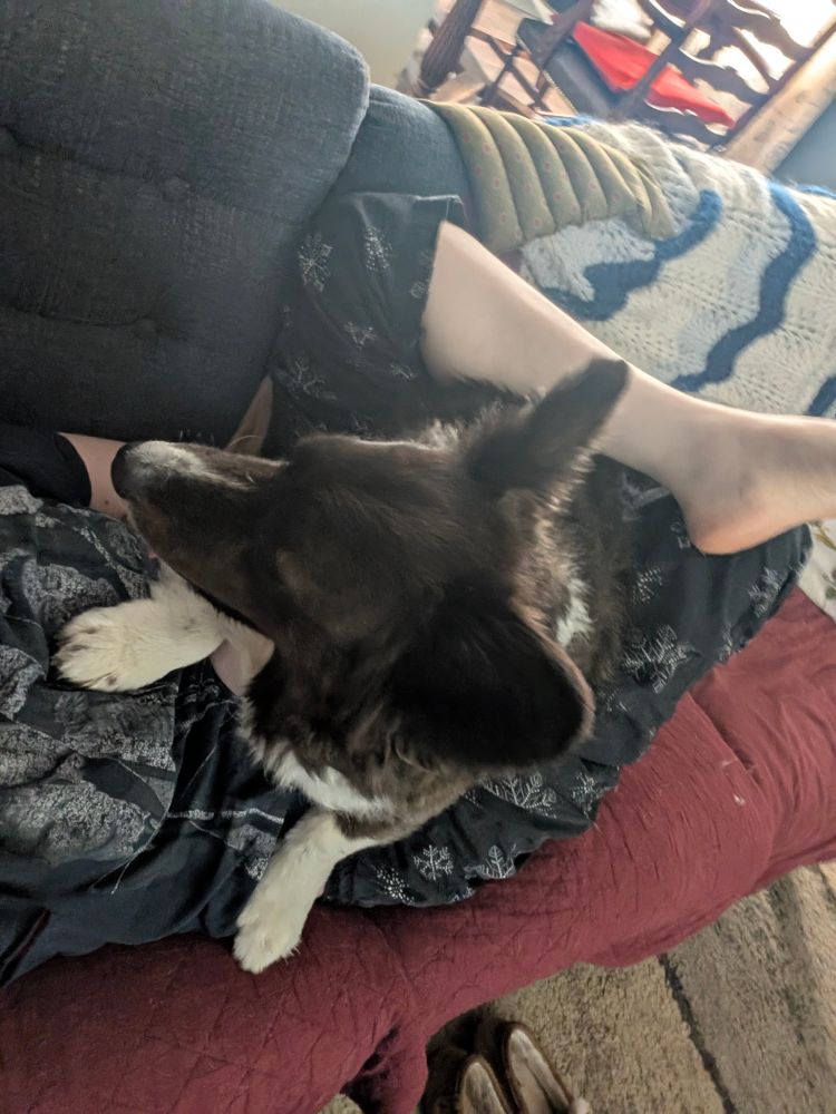 Corgi laying on my stomach after crawling through the space under my leg.