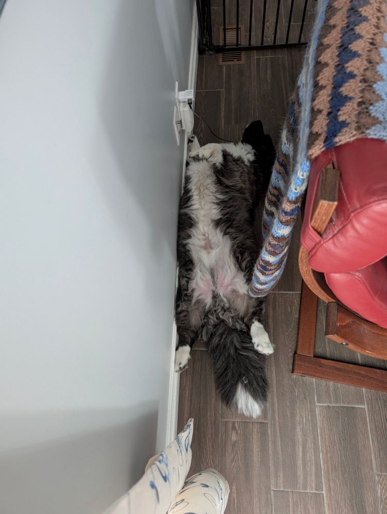 Corgi laying on the floor, feet in the air.