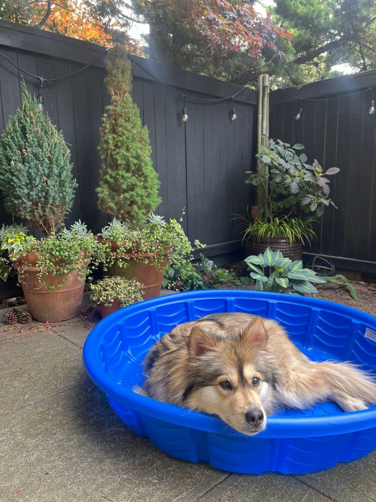 A husky mix relaxing in a kiddie pool.