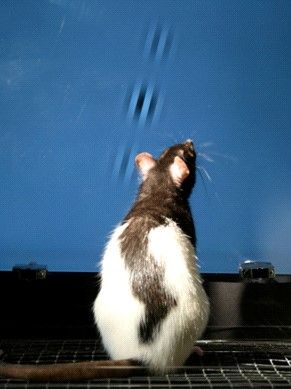 A rat views a visual stimulus in a psychophysical task. 
Image credit: Philip Meier.