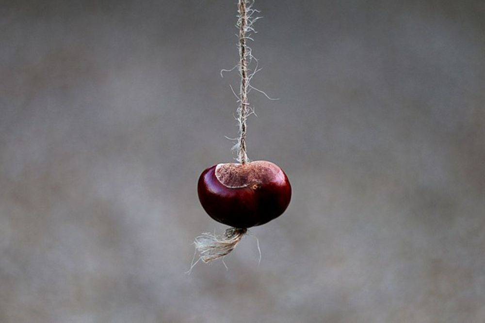 Conkers - Wikipedia