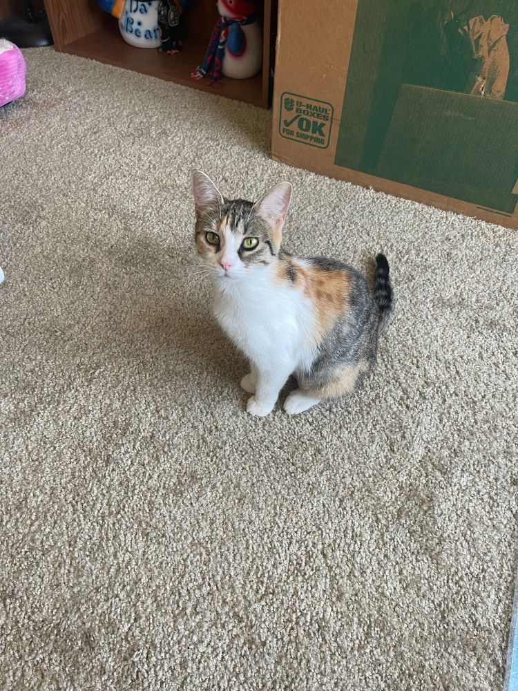 Abby, a torbie calico kitty sitting on the carpet looking up at the camera.