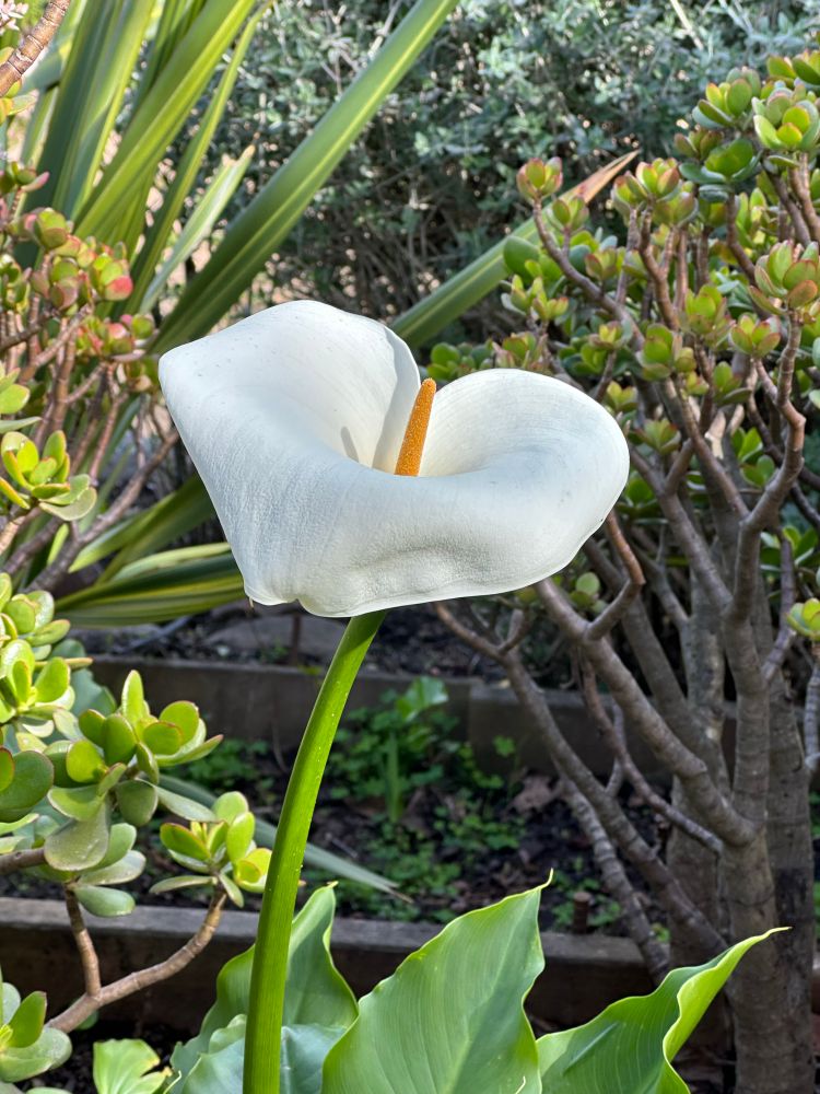 Calla Lilly in bloom with jade plant background 