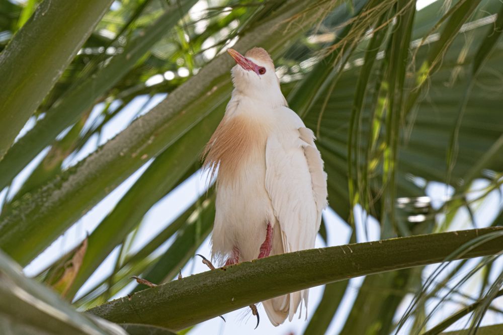 Male cattle egret in bright breeding plumage standing in a palm tree. 