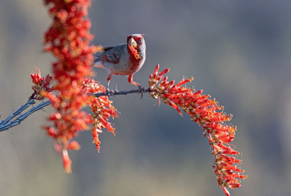 Male pyrrhuloxia standing on the flowering branch of an ocotillo plant, pulling out the red blossoms, and eating them.  He has a grey body with a red mask and belly and a big yellow bill.  