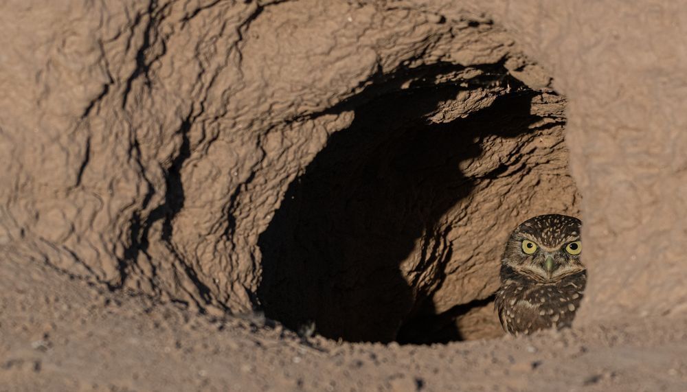 Burrowing owl peeking out of the entrance to her cave-like burrow. 