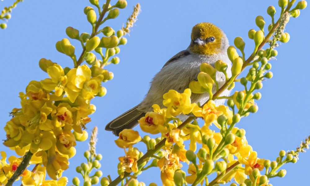 Verdin (gray bird with yellow face) perched on a tree with yellow flowers. 