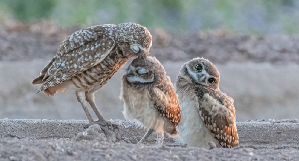 Burrowing owl mom grooming one chick while another looks at the camera. 