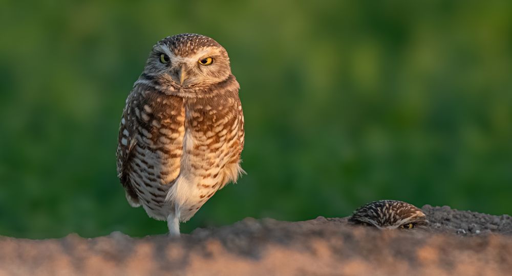 Mr. Burrowing owl is standing on one leg outside the burrow while Mrs. Burrowing owl peeks out. 