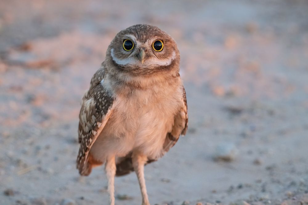 Wide-eyed burrowing owlet with dilated pupils looking up at the camera. 