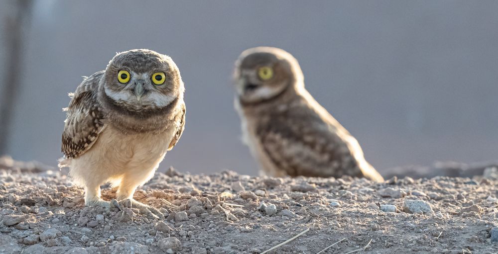 Burrowing owl looking at the camera with his sibling in the back, who is panting in the heat. 