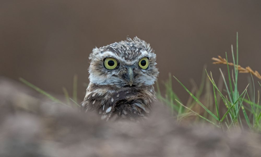 Molting burrowing owl peeking out from behind an embankment