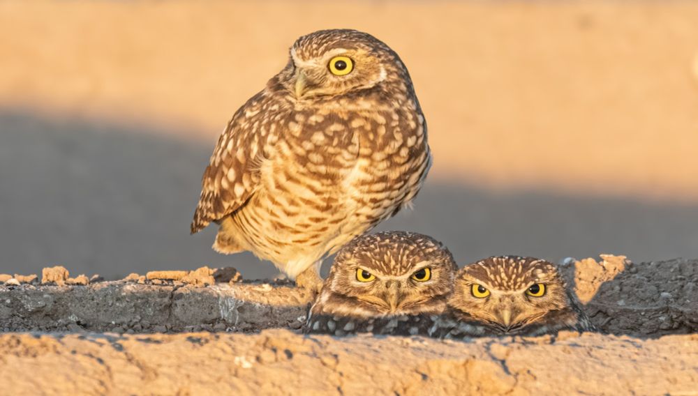 Two burrowing owls popping their heads out of their burrow while a third stands guard outside.  