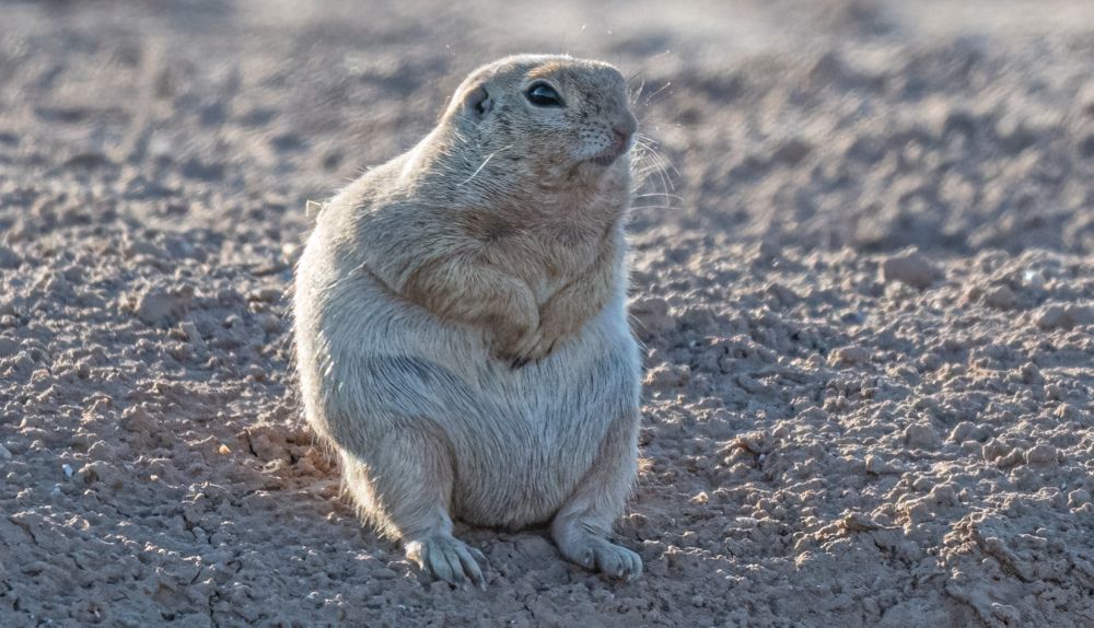Very obese round-tailed ground squirrel sitting on his haunches with his arms folded across his chest. 