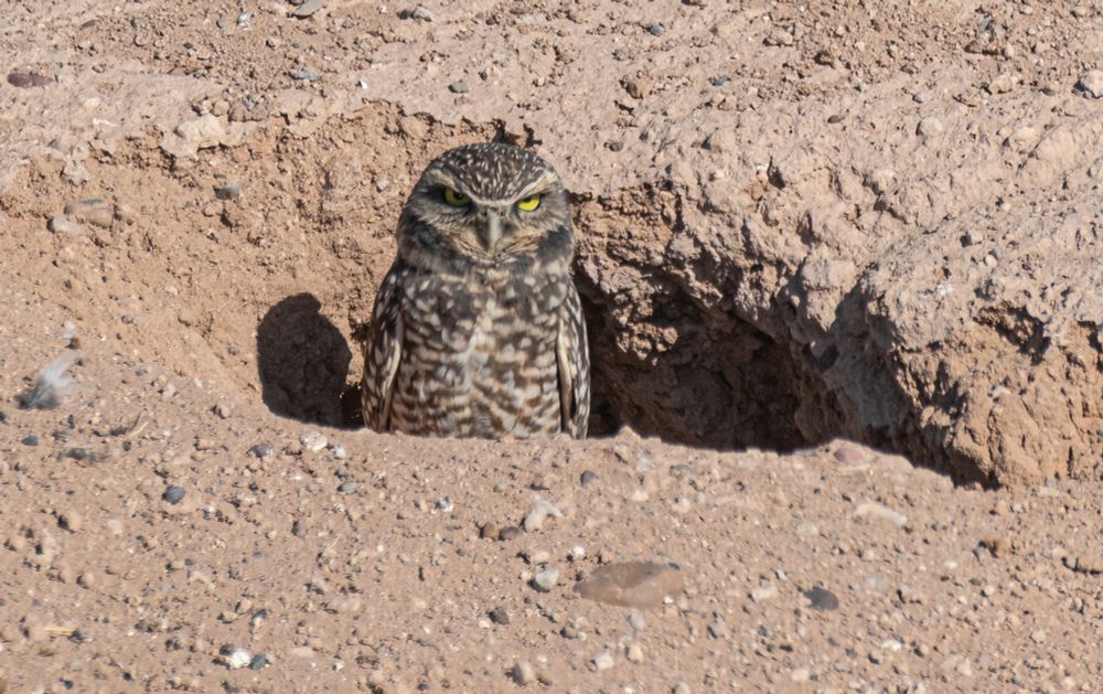 Burrowing owl standing in the entrance to his burrow and glaring at the camera. 