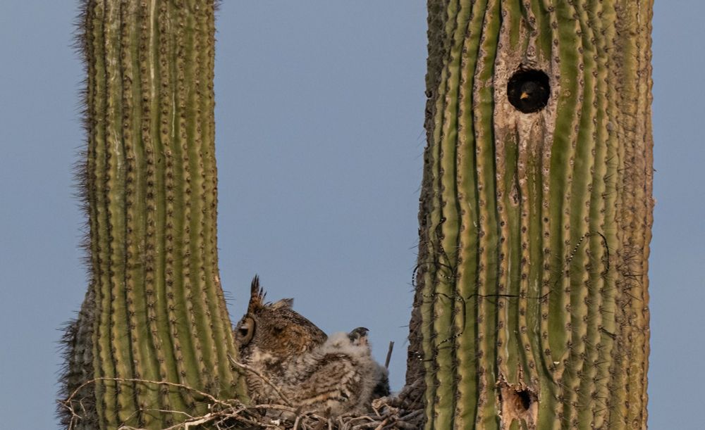 Mom and baby great horned owls are in their nest in the crook of a saguaro cactus. Above them, a starling looks down at them from its hole in the cactus. 
