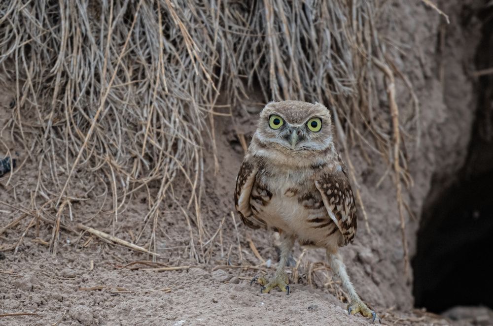 Burrowing owlet standing next to his burrow. 