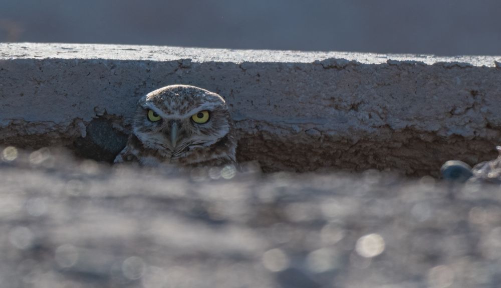 Burrowing owl peeking out from her bunker, looking like she wants to kill me. 