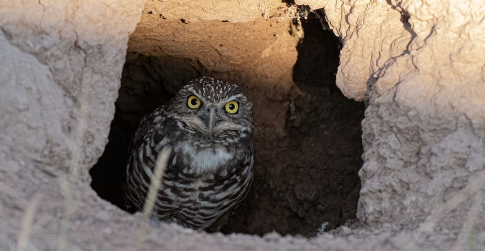 Burrowing owl standing inside the entrance to her burrow, glaring at the camera. 