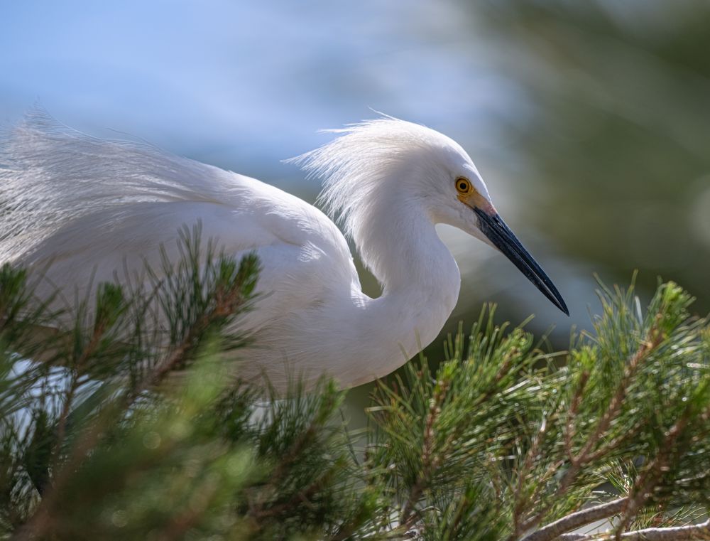 Snowy egret in breeding plumage standing on the branch of an evergreen tree. 