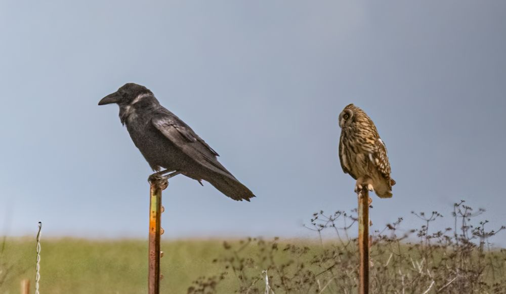 Common raven and short-eared owl perched on adjoining fence posts.  