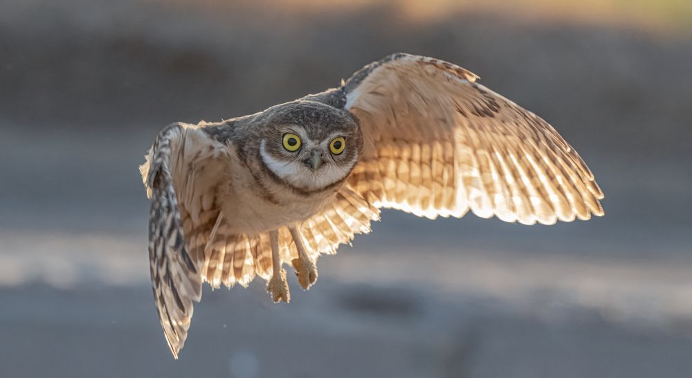 Backlit burrowing owlet flying toward the camera. 