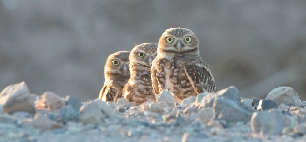 Three burrowing owls lined up and being very judgmental. 
