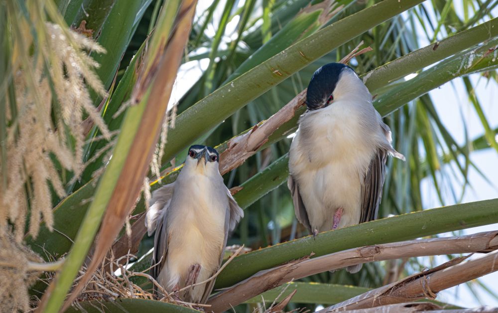 Pair of black-crowned night herons sleeping at their nest in a palm tree. 