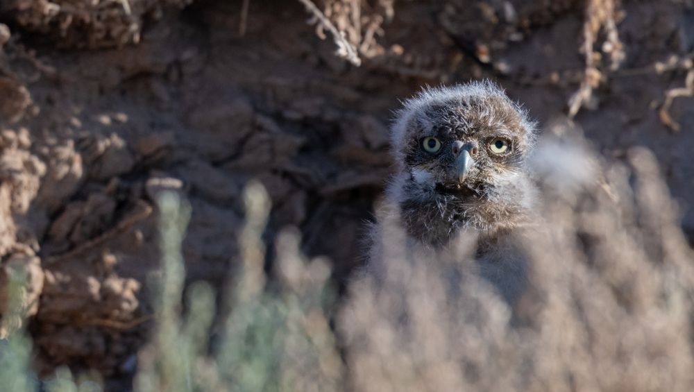 Very young burrowing owl still covered in down peeking out from the burrow.  