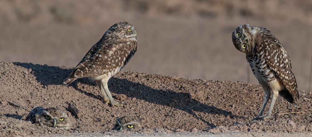 Family of burrowing owls at their burrow. Mom and one kid are peeking out. One kid is standing and looking up, and the other kid is looking at the camera with his head tilted all the way to the side. 
