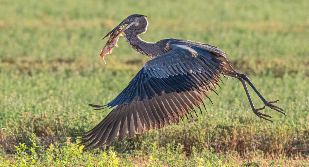 Great blue heron flying over an alfalfa field with a large catfish in its beak. 