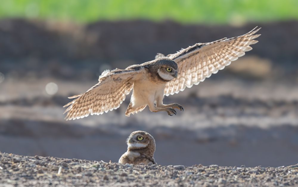 Burrowing owlet flying over a sibling's head, getting ready to touch down.  