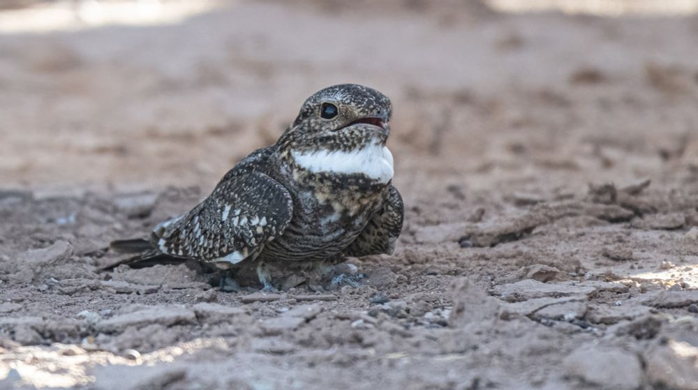 Lesser nighthawk on the ground, panting.  