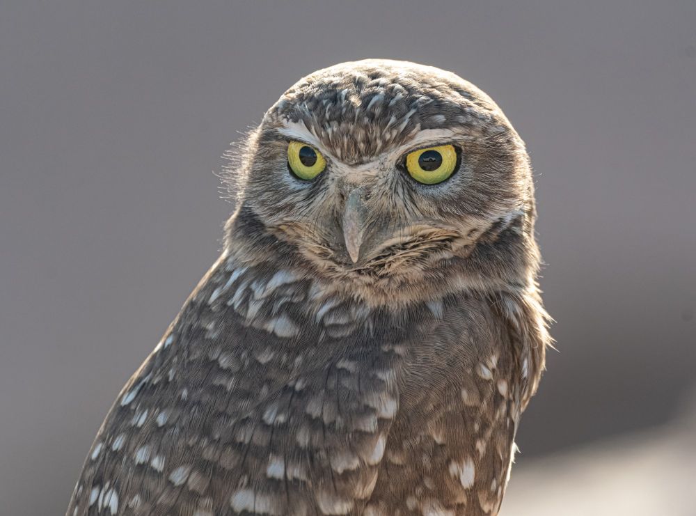 Burrowing owl portrait.   He is looking back over his shoulder and you can see the tiny feathers around his eyes.  