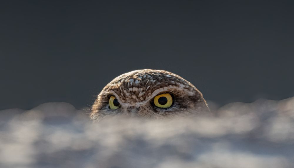 Burrowing owl visible from the eyes up behind an embankment.  
