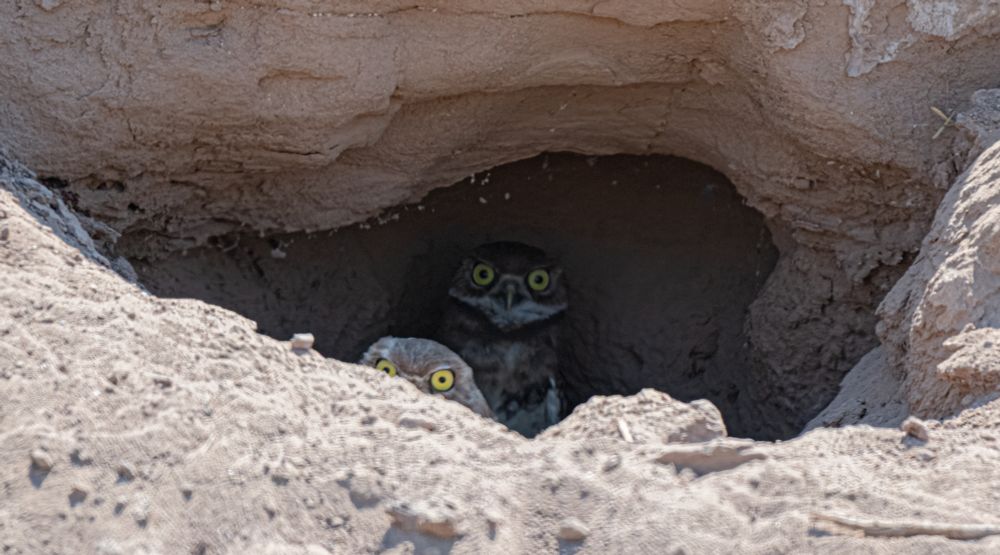 Mom burrowing owl peeking out from her burrow while her kid is standing in the cave in back.  