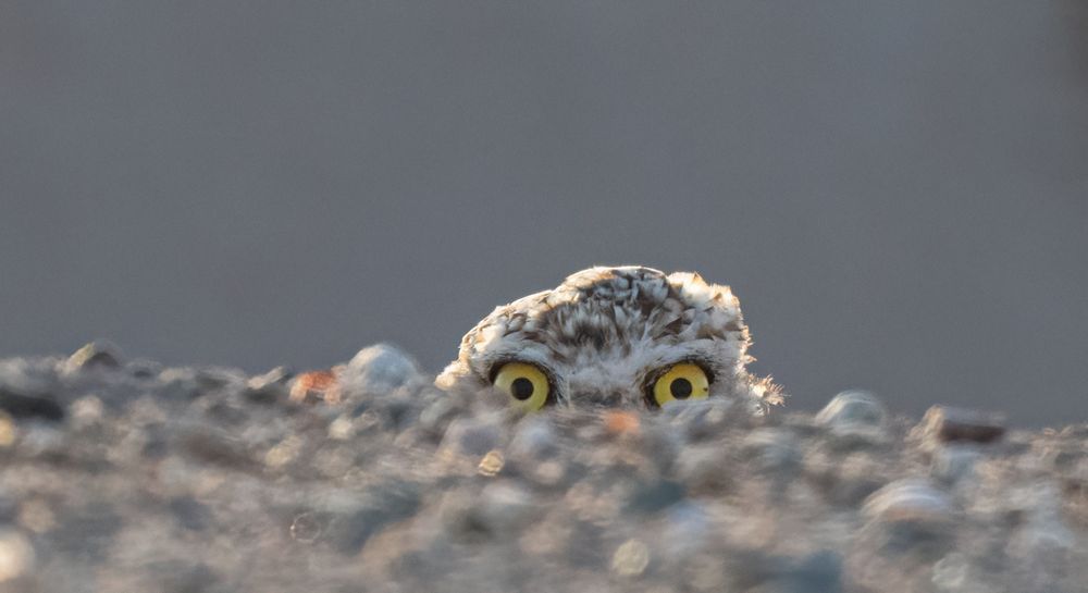 Molting burrowing owl peeking out from behind an embankment.  Only her eyes and the top of her head are visible. 