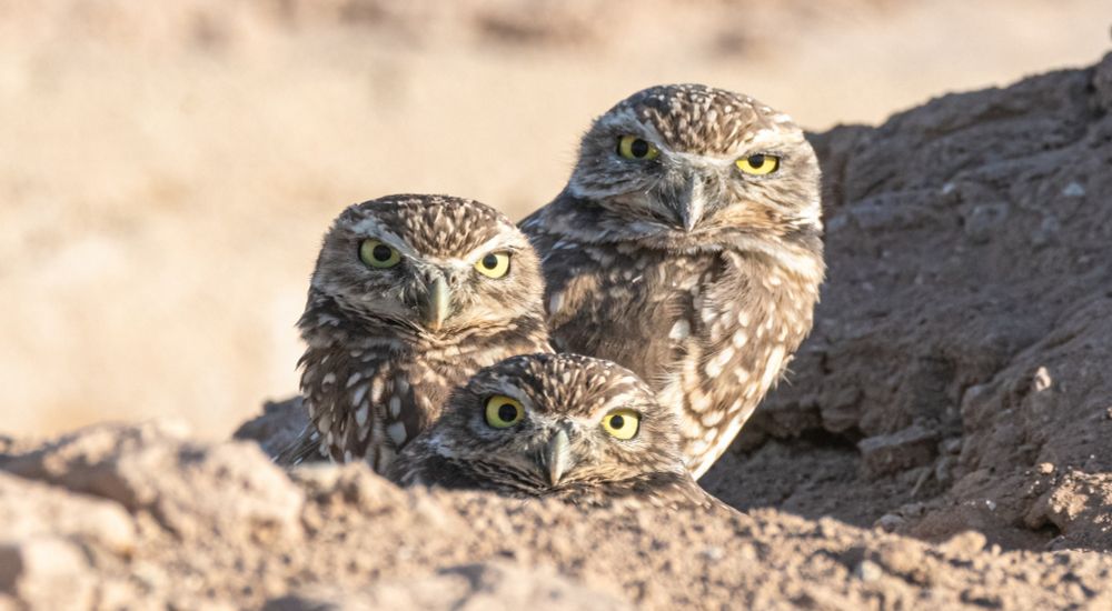 Three burrowing owls crouching together in the entrance to their burrow.  This is a pair and their last kid, who hasn't moved out of the house yet. 