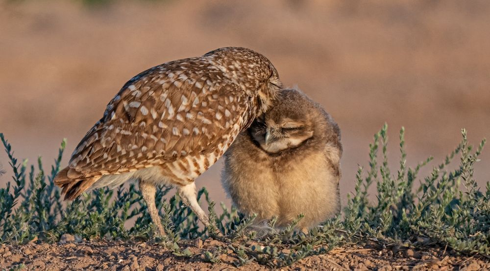 Mom burrowing owl grooming her kid's head.  The kid looks like he is loving it and his eyes are closed. 