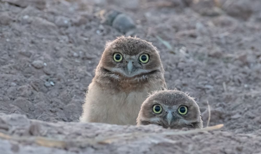 Two burrowing owlets peeking out from their burrow. 