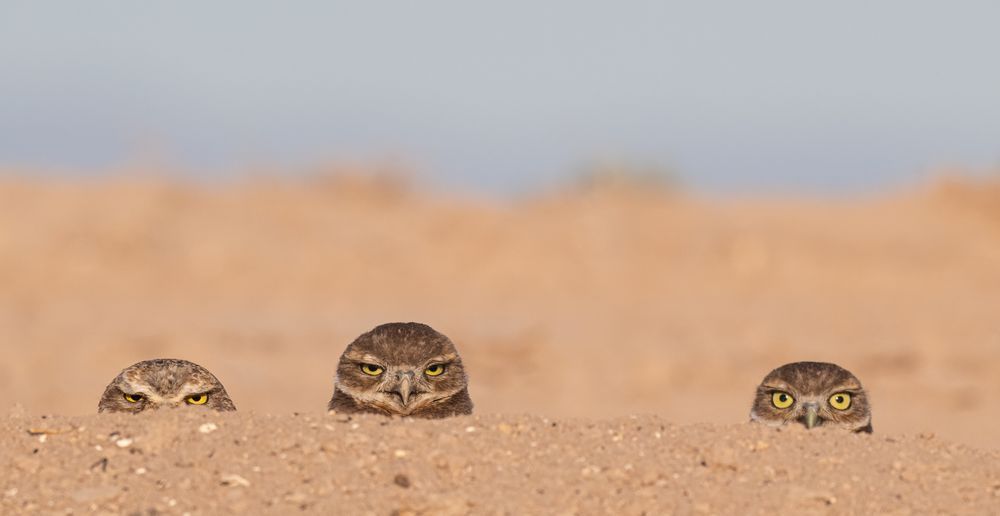 Three burrowing owls peeping out from their burrow.  Mom is on the left.  