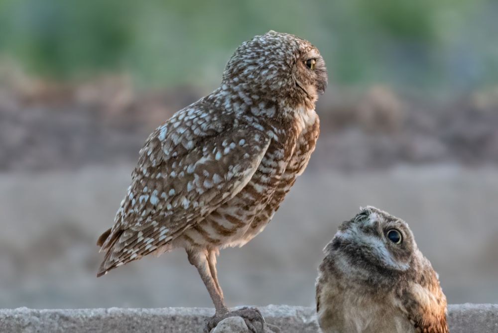 Burrowing owl mother perched on a small rock while one of her chicks gazes up at her, wondering when she is going to feed him.  