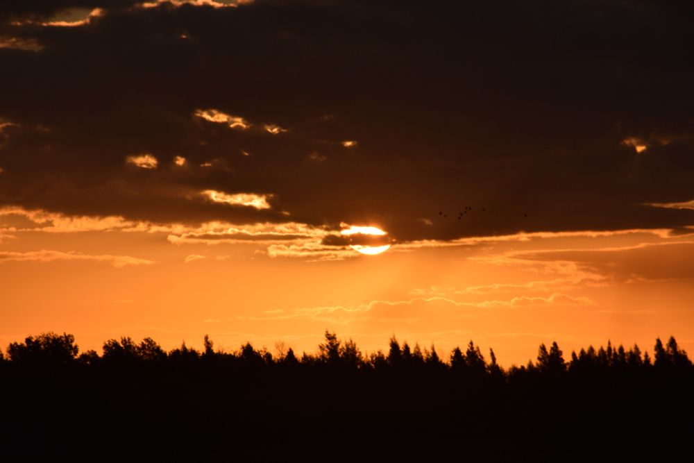 A prairie sunrise, the sun almost completely tucked behind a blanket of clouds above a glowing orange sky, a line forest silhouetted along the horizon