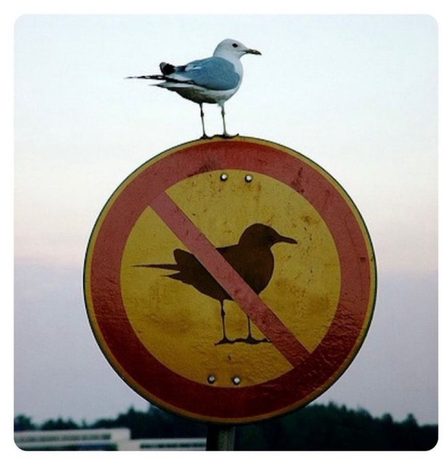 Comment image