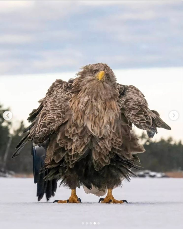 A very ruffled eagle