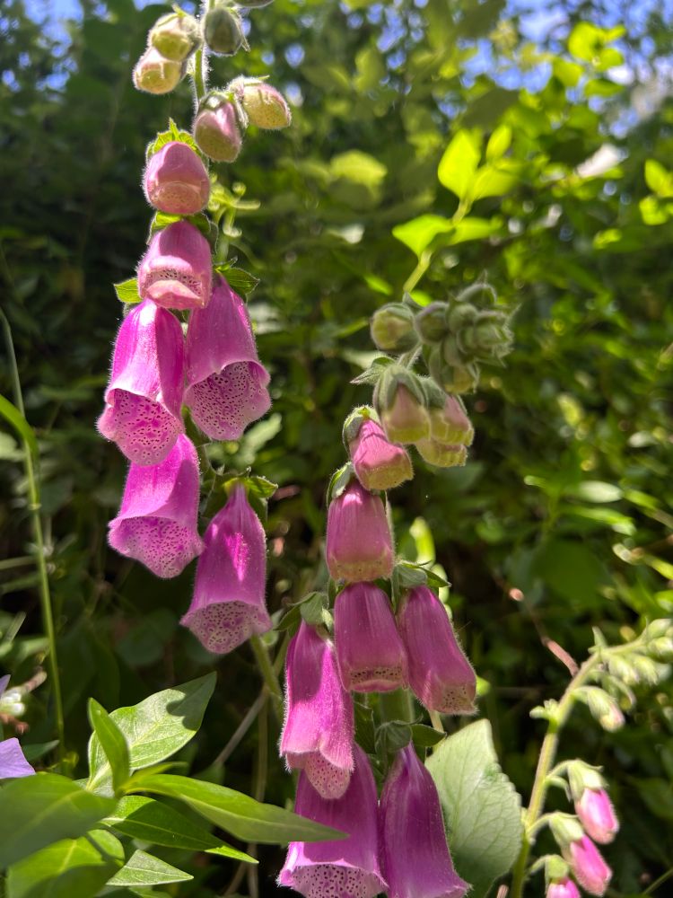 Digitalis purpurea plant