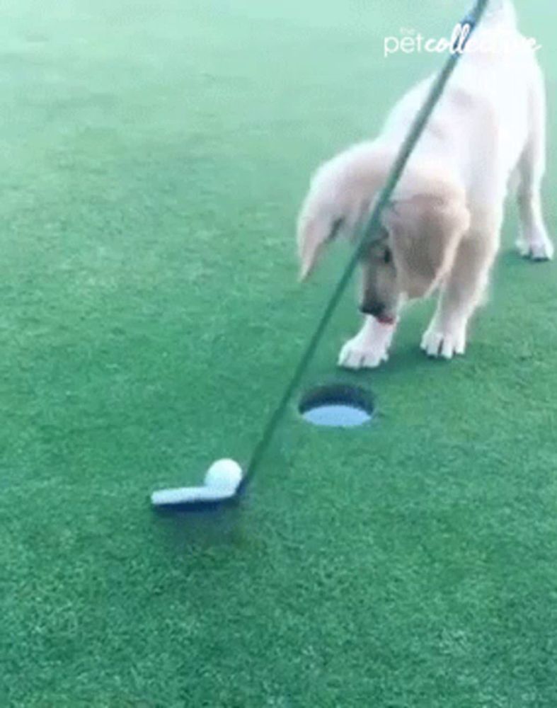 a puppy is playing golf on a green with a golf club