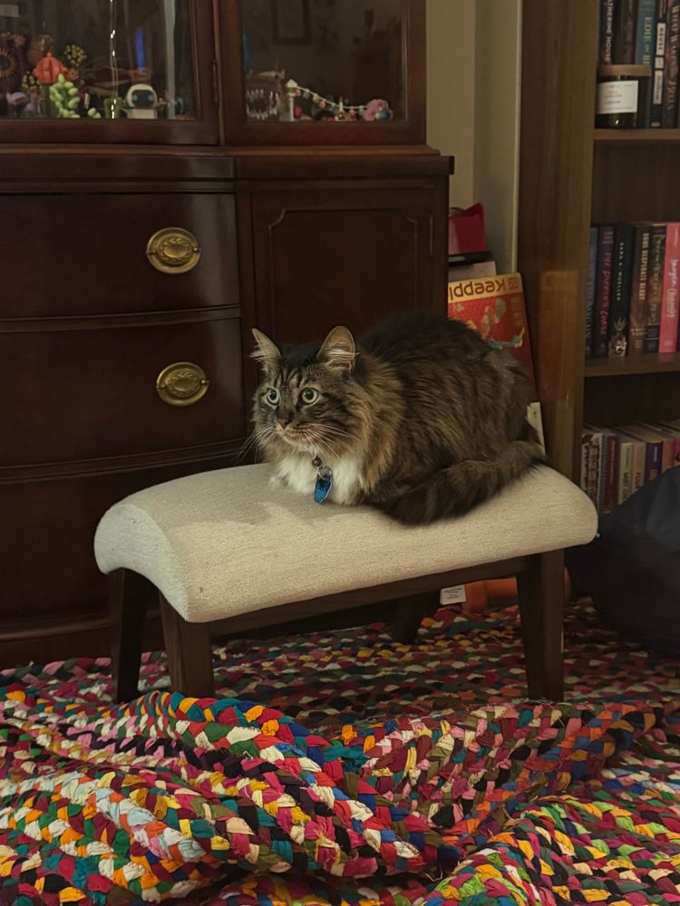 Poppy on a footstool watching, unconcerned