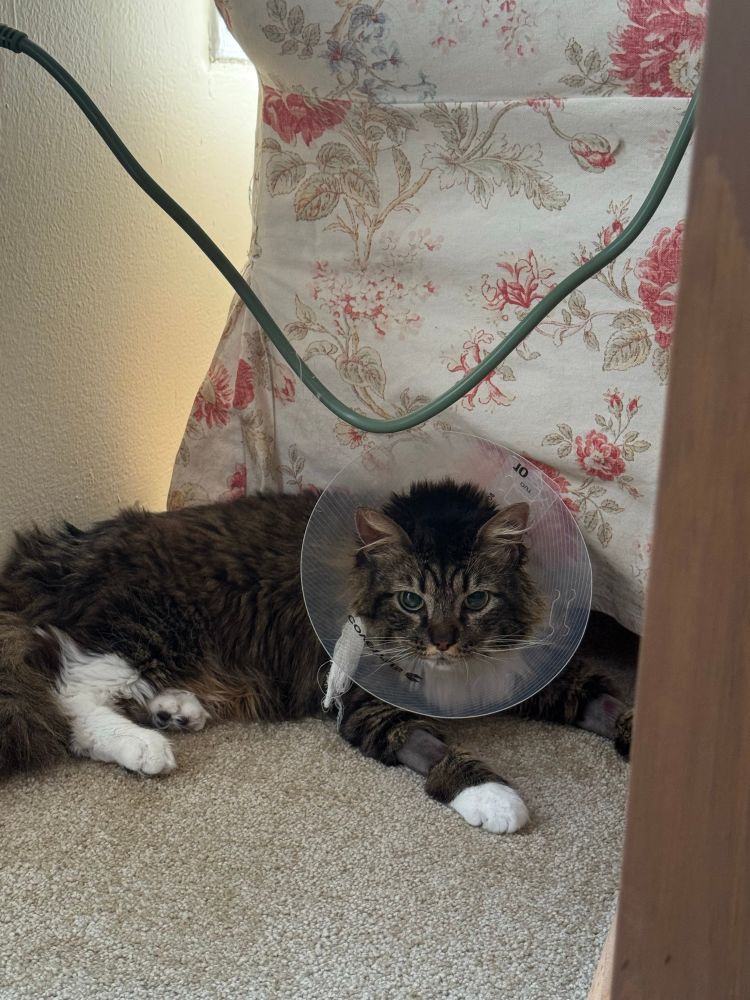 Poppy, a brown fluffy tabby cat, wearing a cone of shame. She’s still loopy from getting teeth pulled 